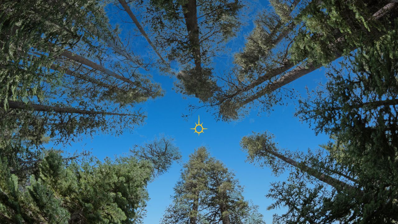 Introducing Idealite